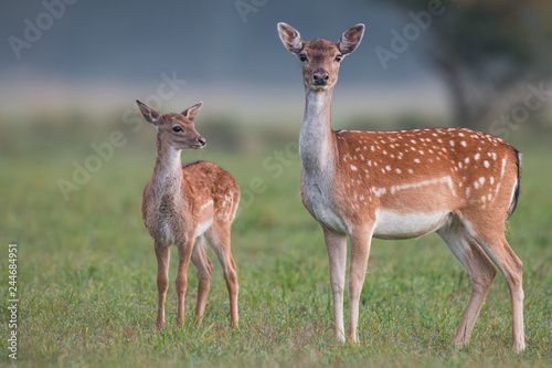 Doe and fawn fallow deer, dama dama, in autumn colors. Detailed image of two wild animals with blurred background. Wildlife scenery with cute mammals watching. Family concept.