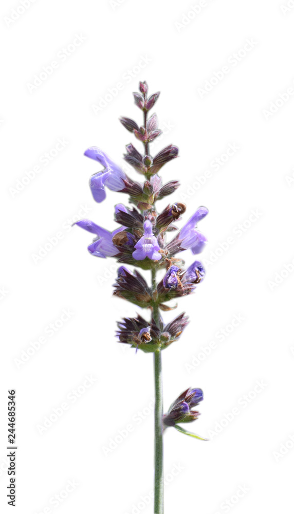 Obraz premium Spring flowers, isolated background