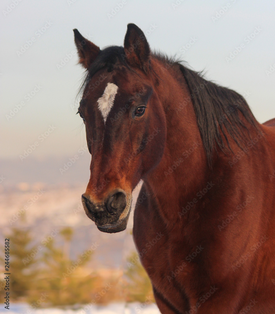 portrait of bay horse, Holstein breed champion in show jumping, equestrian, 22 years old portrait of bay horse, Holstein breed champion in show jumping, equestrian, 22 years old