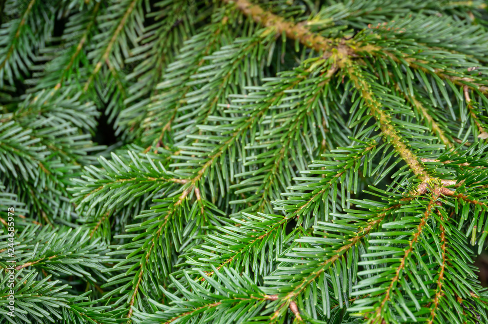 Dark green needles on the branches of coniferous tree fir Abies nordmanniana as dark green background. Close-up of branches Caucasian Fir or Christmas tree in natural sunlight. Place for your text.