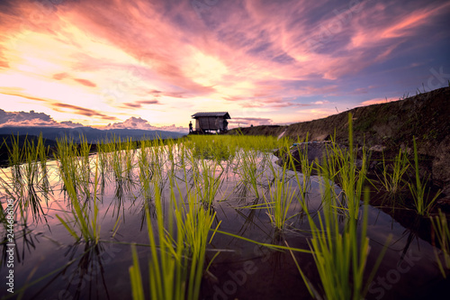 Εκτύπωση καμβά Beautiful landscape view of Rice fields,  Pa bong Pieng,Mae Jam, ChiangMai,Thail