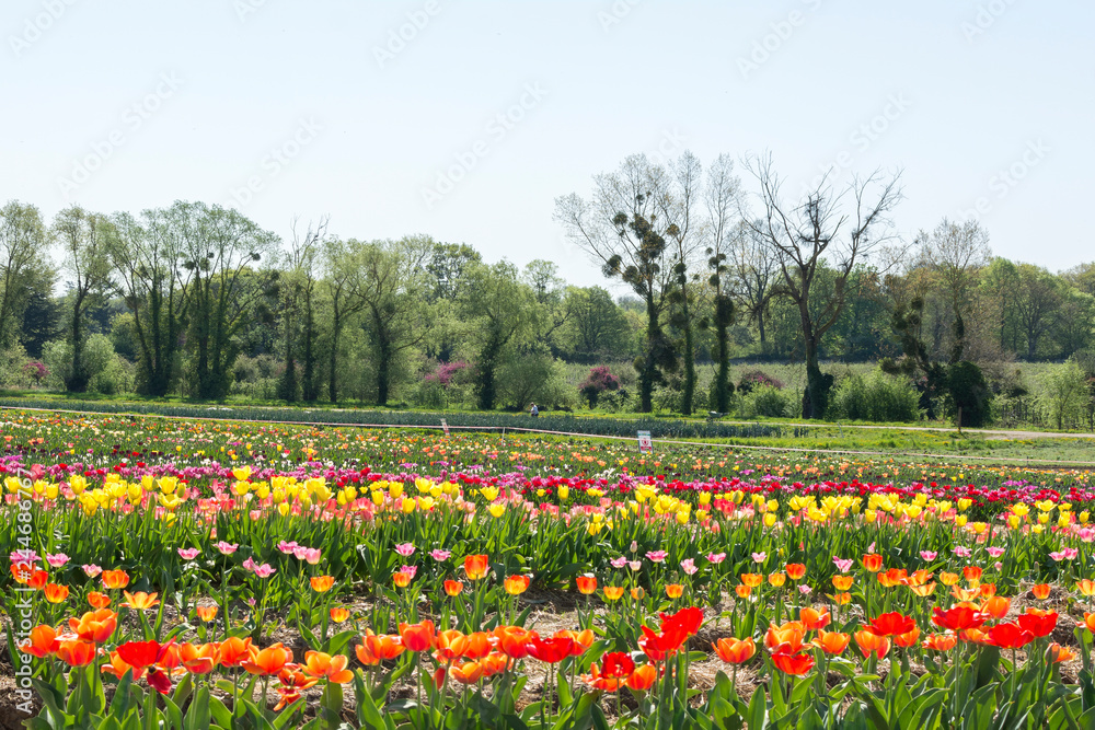 Tulip Farm Fields