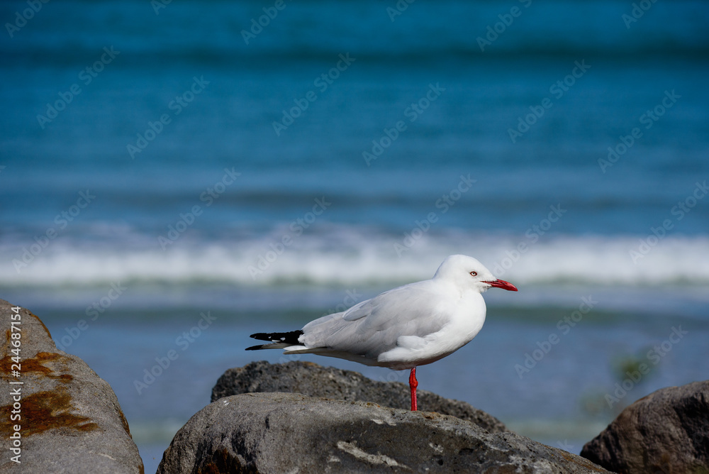 Seagull perched on rock in front of breaking waves at beach in Australia, side view, selective focus Seagull perched on rock in front of breaking waves at beach in Australia, side view, selective focus