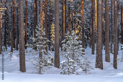 Pine forest in freezing winter