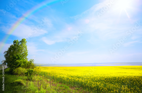 spring landscape background; yellow flower and blue sky © Konstiantyn