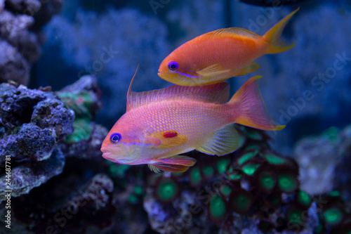 Coral fish - Pseudanthias squamipinnis
