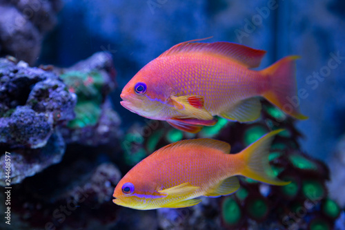 Coral fish - Pseudanthias squamipinnis © eldo