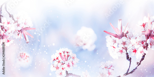 Natural spring background. Delicate white and pink apricot flowers in the spring garden.