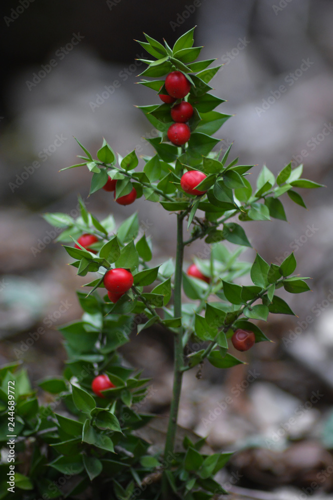 Pungitopo (Ruscus aculeatus),pianta con bacche rosse