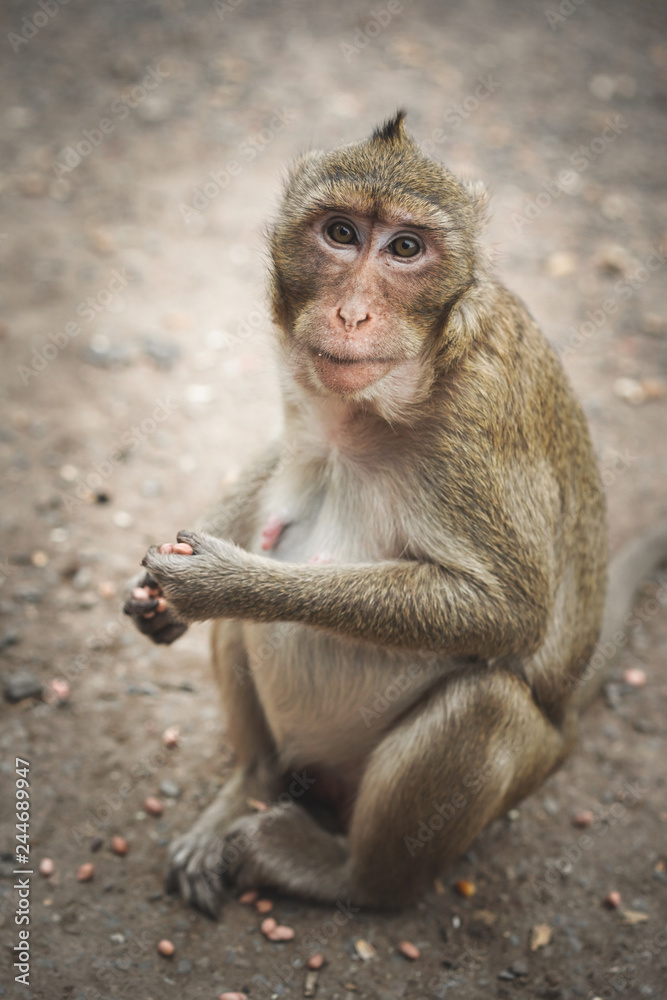 Funny cute monkey lives in a natural.