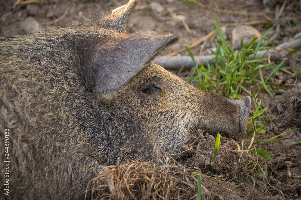 Bio Schweine auf Freilauf Bauernhof in Österreich Bio Schweine auf Freilauf Bauernhof in Österreich