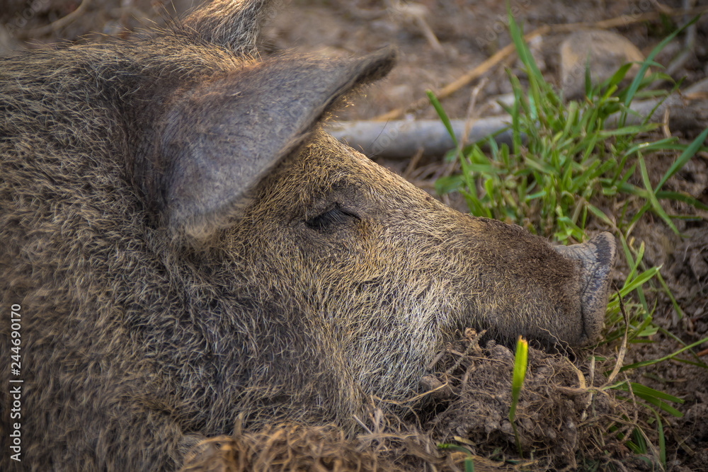 Bio Schweine auf Freilauf Bauernhof in Österreich Bio Schweine auf Freilauf Bauernhof in Österreich