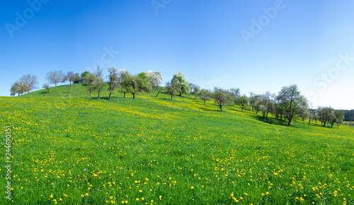 Blumenwiese mit blühendem Löwenzahn im Frühling an einem Hügel mit einem Obstgarten
