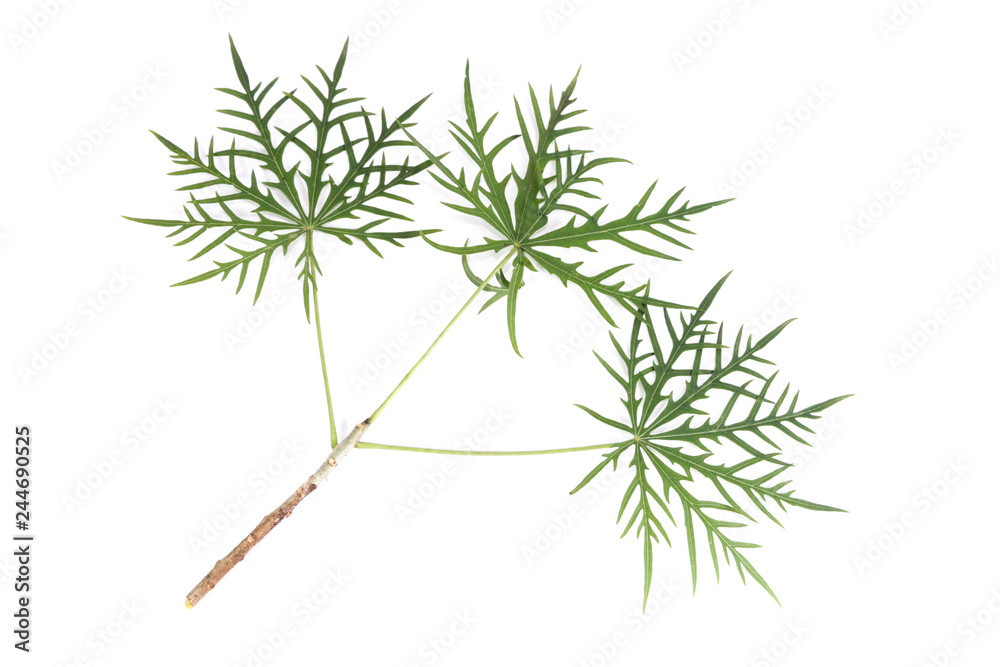 Fototapeta premium Coral Plant Close up