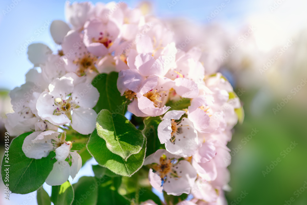 Branch of blossoming plum in spring outdoors with soft focus blurred beautiful bokeh close-up macro. Branch of blossoming plum in spring outdoors with soft focus blurred beautiful bokeh close-up macro.