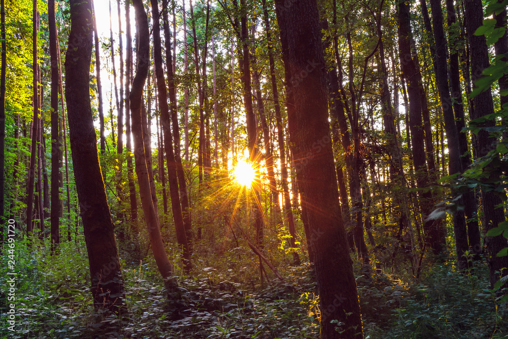 Obraz premium Forest Sunset