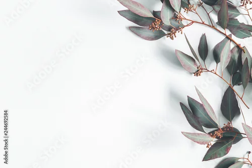 Obraz Liście eukaliptusa na delikatnym szarym tle