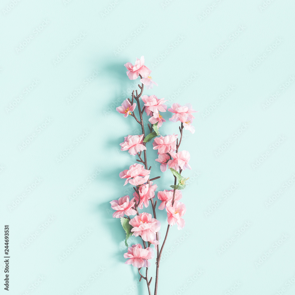 Flowers composition. Pink flowers on pastel blue background. Spring concept. Flat lay, top view, square