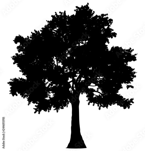 Tree profile silhouette isolated - black simple detailed - vector