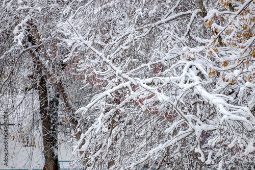 The first snow on the branches of trees. Maple covered with fluffy white snow flakes.Light blue toning.