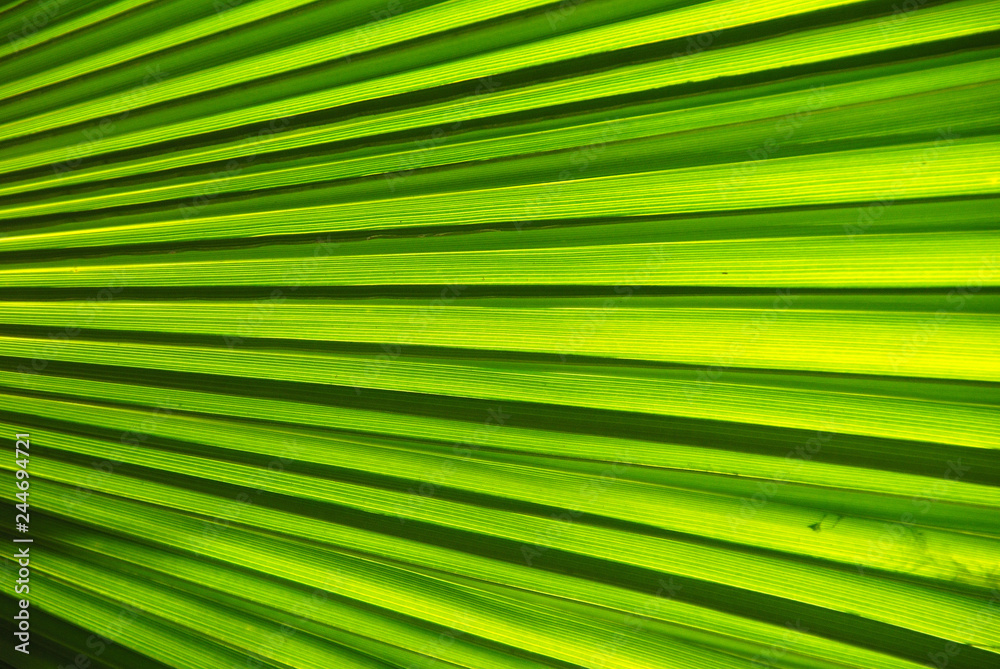 FONDO DE HOJA DE UNA PALMERA FONDO DE HOJA DE UNA PALMERA