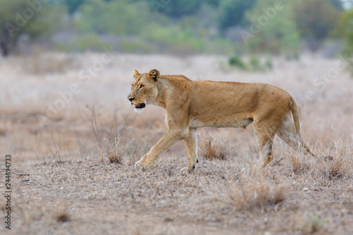 Lioness walking in the rain - Kruger National Park - South Africa