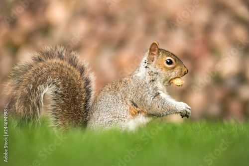 Fluffy brown squirrel eating a nut on green grass © Valentin