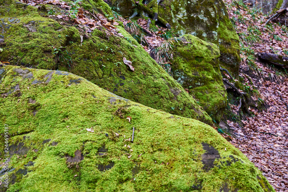 Blurred background green moss on the stone and brick walls in Bali. Blurred background green moss on the stone and brick walls in Bali.