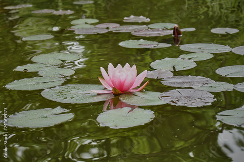 A beautiful pink waterlily or lotus flower Marliacea Rosea with water drops on its petals is reflected in a dark green pond mirror. Water lily leaves with drops of pure water.