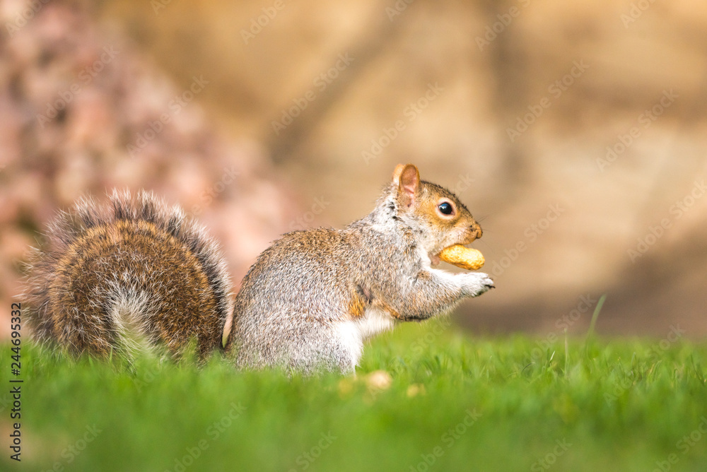 Fluffy brown squirrel eating a nut on green grass Fluffy brown squirrel eating a nut on green grass