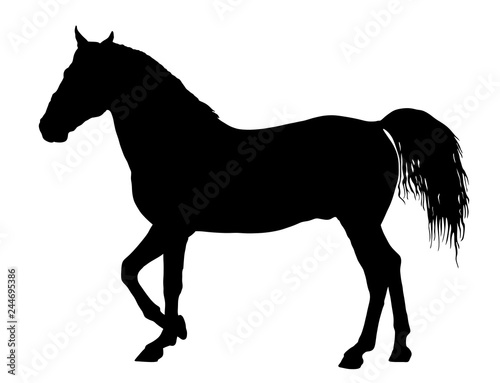 Elegant horse in gallop  vector silhouette illustration. Horse race  isolated on white background. Symbol of beautiful animal.