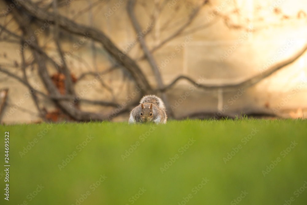 Fluffy brown squirrel eating a nut on green grass Fluffy brown squirrel eating a nut on green grass
