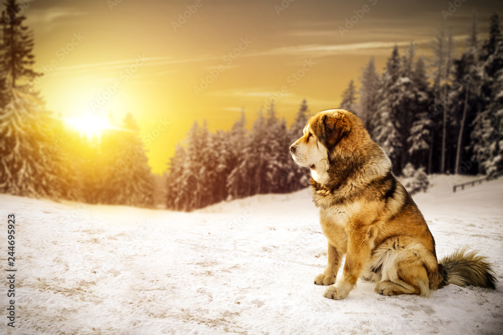 Winter sunset time and big brown dog on snow. Free space for your decoration. Winter sunset time and big brown dog on snow. Free space for your decoration.