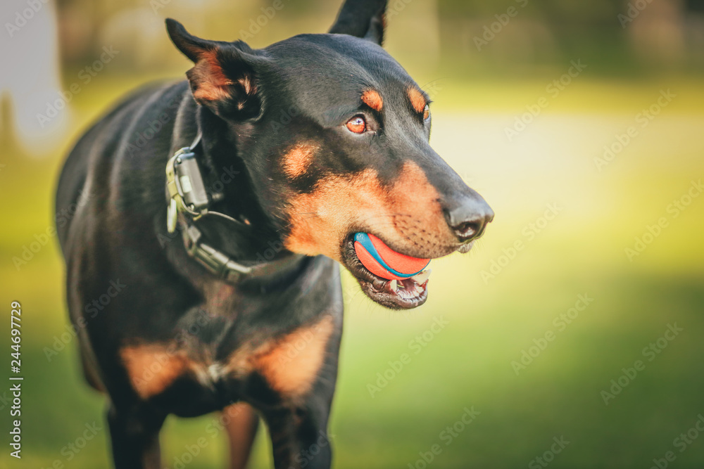 A dog playing with a ball