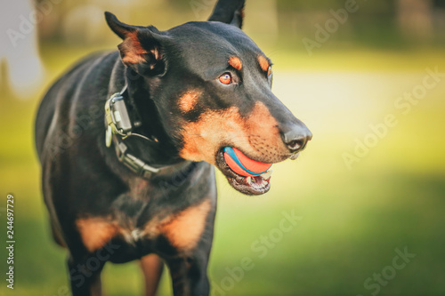 A dog playing with a ball