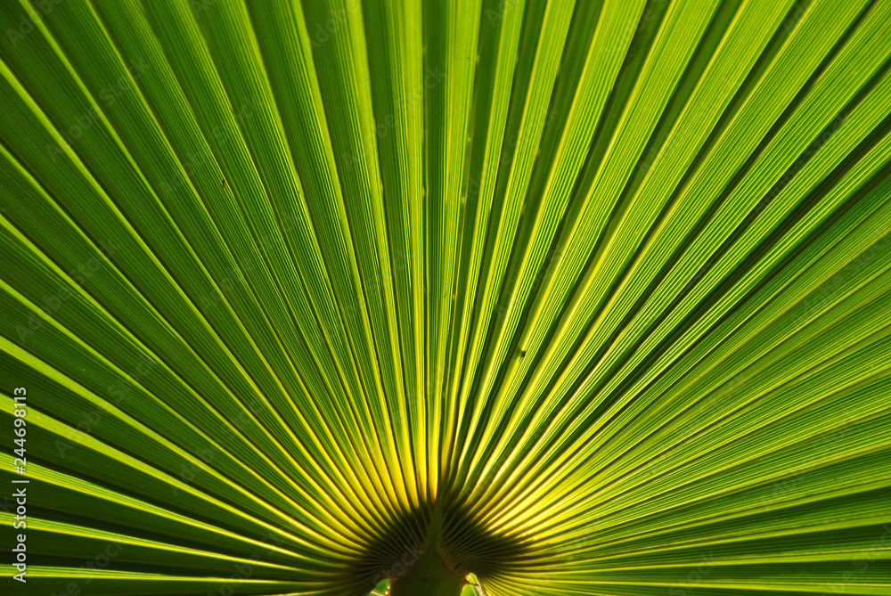Fototapeta premium FONDO DE HOJA DE UNA PALMERA