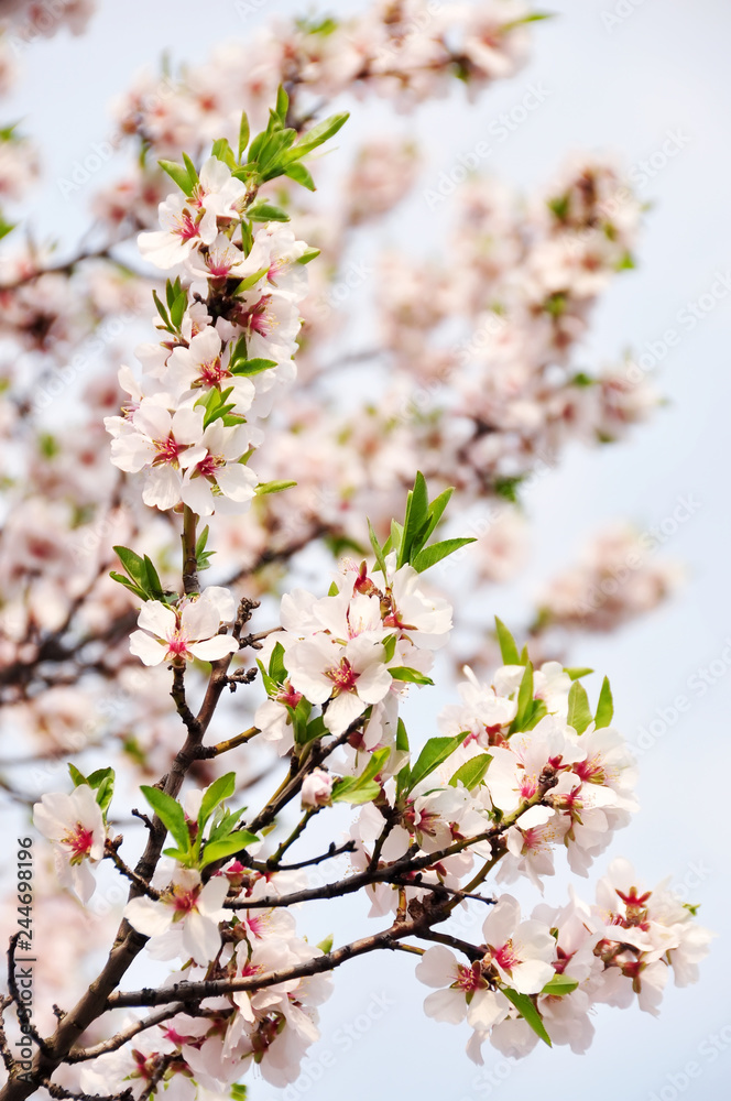 Beautiful tender flowers of almond tree in spring.
Beautiful tender flowers of almond tree in spring.