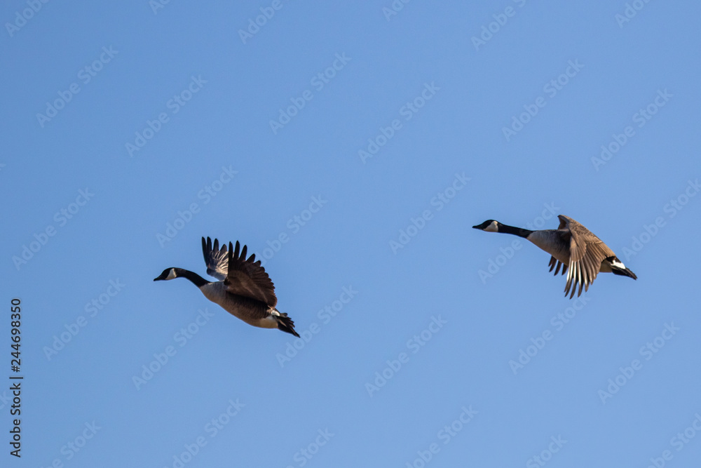 Obraz premium Kanadagans im Flug