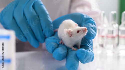 testing drugs and vaccine on mice photo