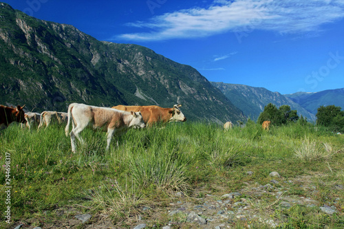 A herd of cows grazing in the Chulyshman valley. Altai Republic, Russia © yanakoroleva27