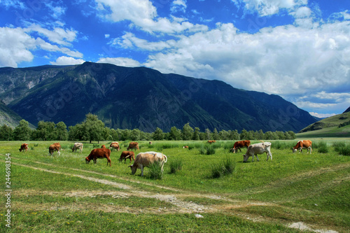 A herd of cows grazing in the Chulyshman valley. Altai Republic, Russia