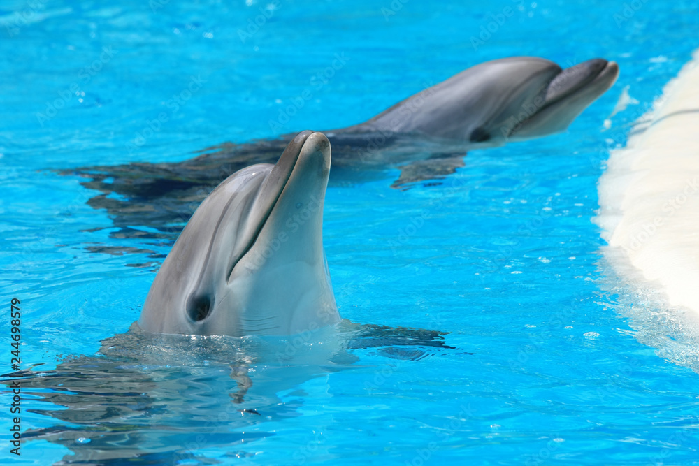 Naklejka premium Dolphins in the water