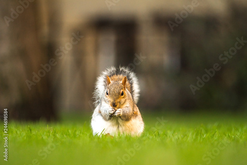 Fototapeta Naklejka Na Ścianę i Meble -  Fluffy brown squirrel eating a nut on green grass