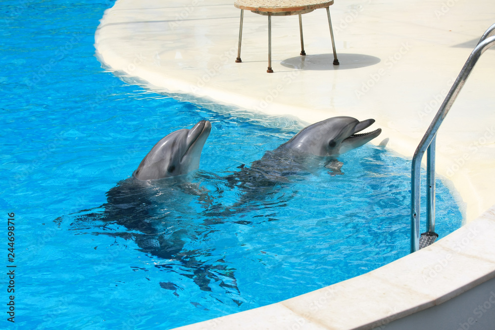 Fototapeta premium Dolphins swim in a dolphin pool