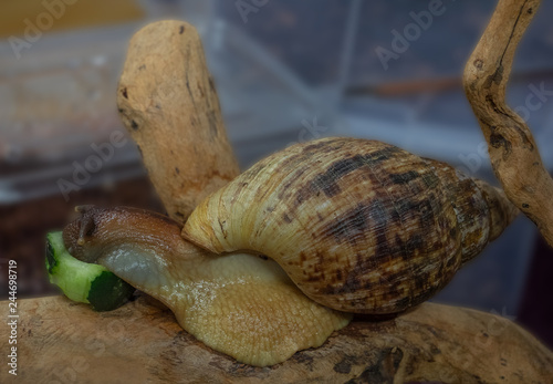 snail on a dry branch while it feeds