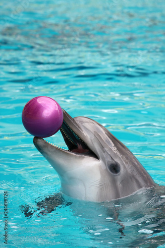 Dolphin playing with a ball in the water