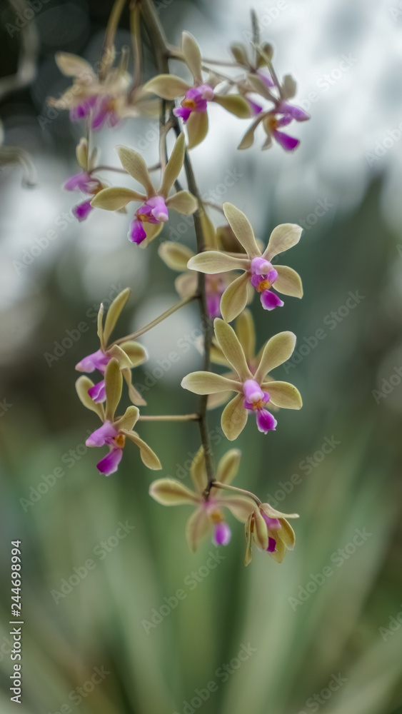 Exotic orchids in the botanical garden. Exotic orchids in the botanical garden.