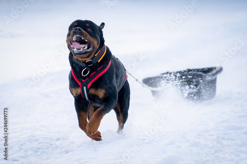 German Rottweiler dog fun running on the snow drifts.