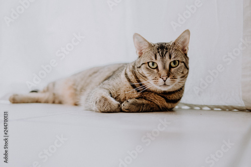 Fototapeta Naklejka Na Ścianę i Meble -  Getiegerte Katze schaut in die Kamera