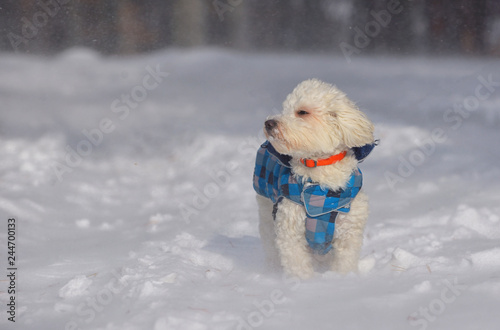 Maltese dog in snowstorm in forest © icarmen13